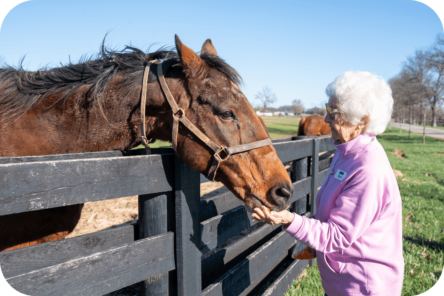 Ashton Grove Bev With Horse-modified (1)